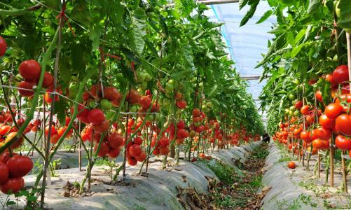 沈阳新疆水果大棚里面比较适合种植什么样的水果