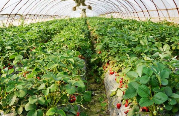 在沈阳新疆草莓大棚种植时要避免的问题
