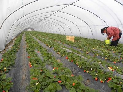沈阳新疆草莓大棚里面种植草莓的技巧