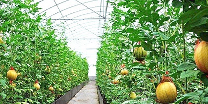快来一起学新疆水果大棚中种植草莓的技术